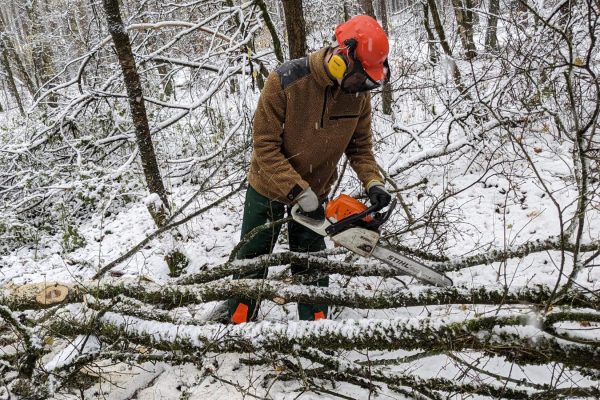 Holzfäller-Arbeiten